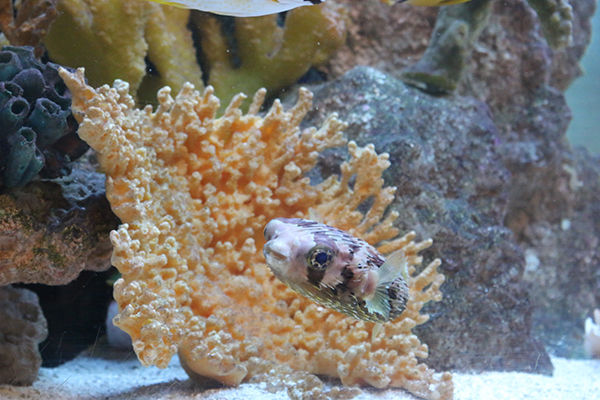 Magic Touch Orthodontist | Orthodontic  br Appliances, Orthodontics for Teens and Excessive Spacing