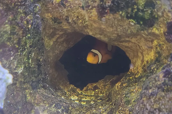 Magic Touch Orthodontist | Crowding, Bad Bites and Reverse Underbites